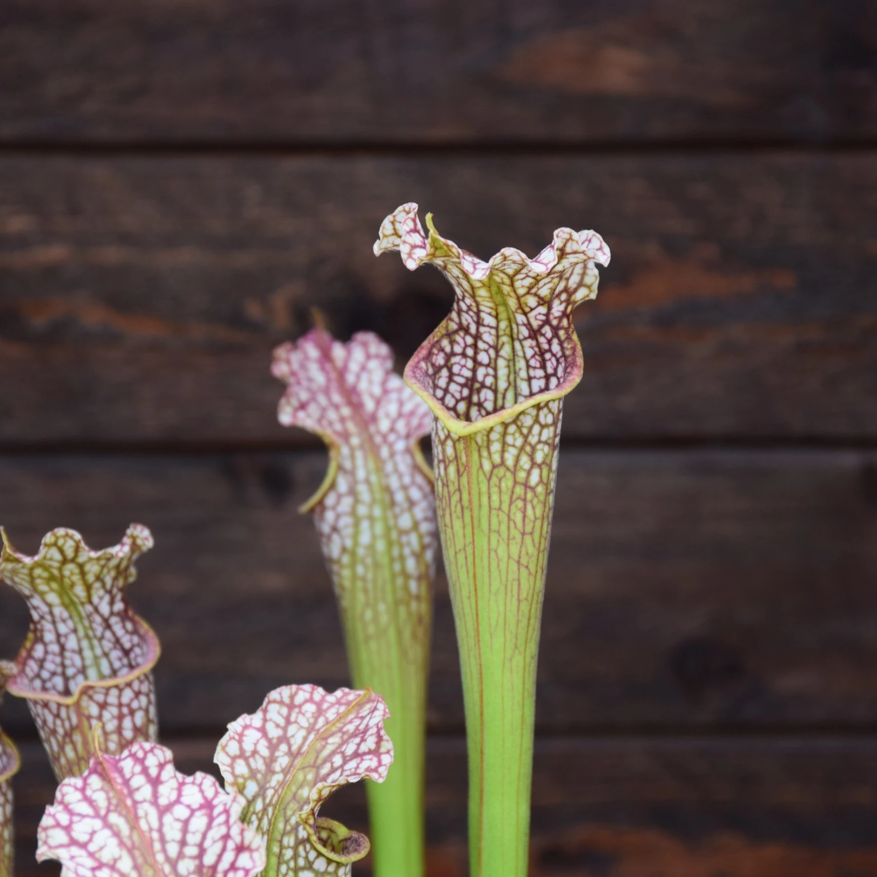 Sarracenia leucophylla L101 MK