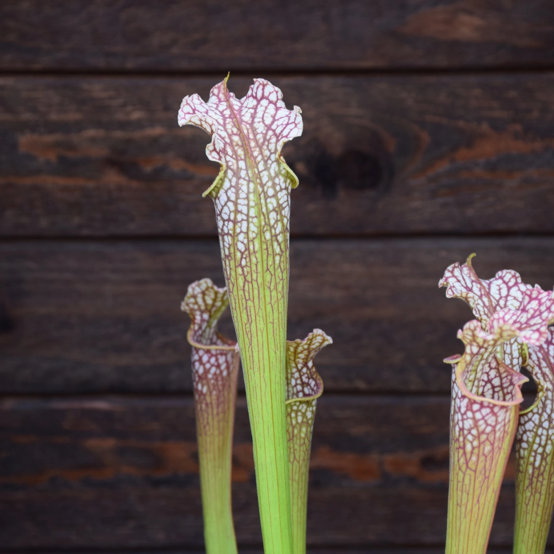Sarracenia leucophylla L101 MK