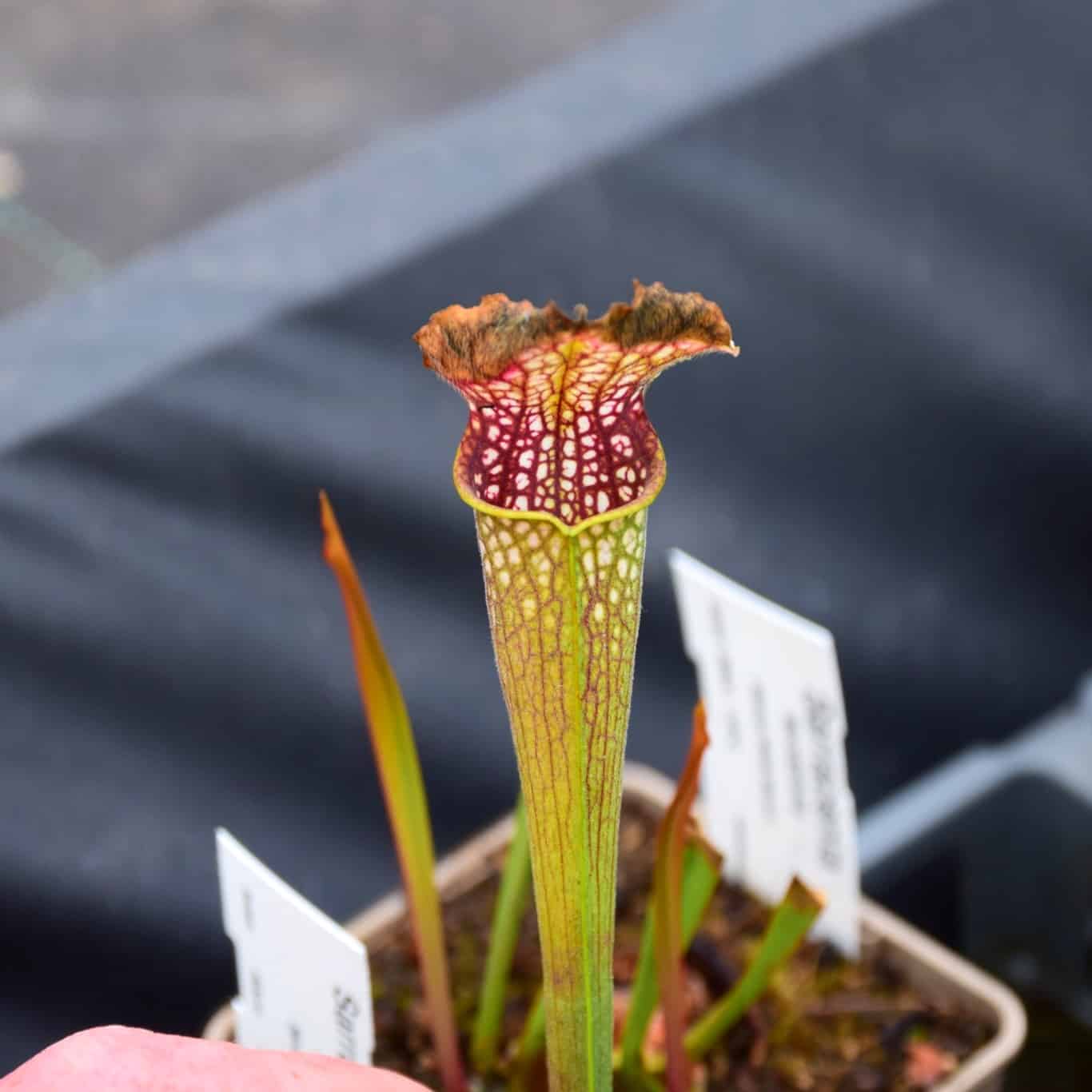 Sarracenia leucophylla Stocky wide mouth - L101 MK