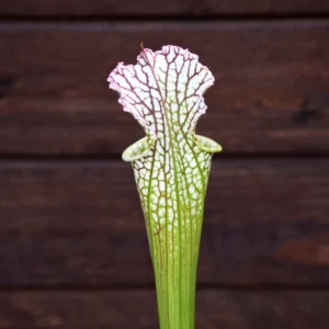 Sarracenia leucophylla red & white form, Deer Park, Washington Co. - L12B MK