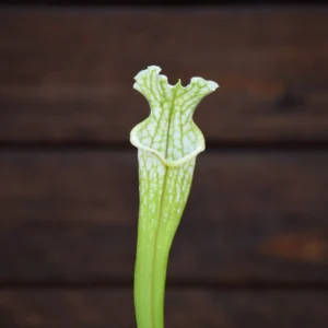 Sarracenia leucophylla - Tall green & white form, Citronelle, AL, (PW) - L02 MK