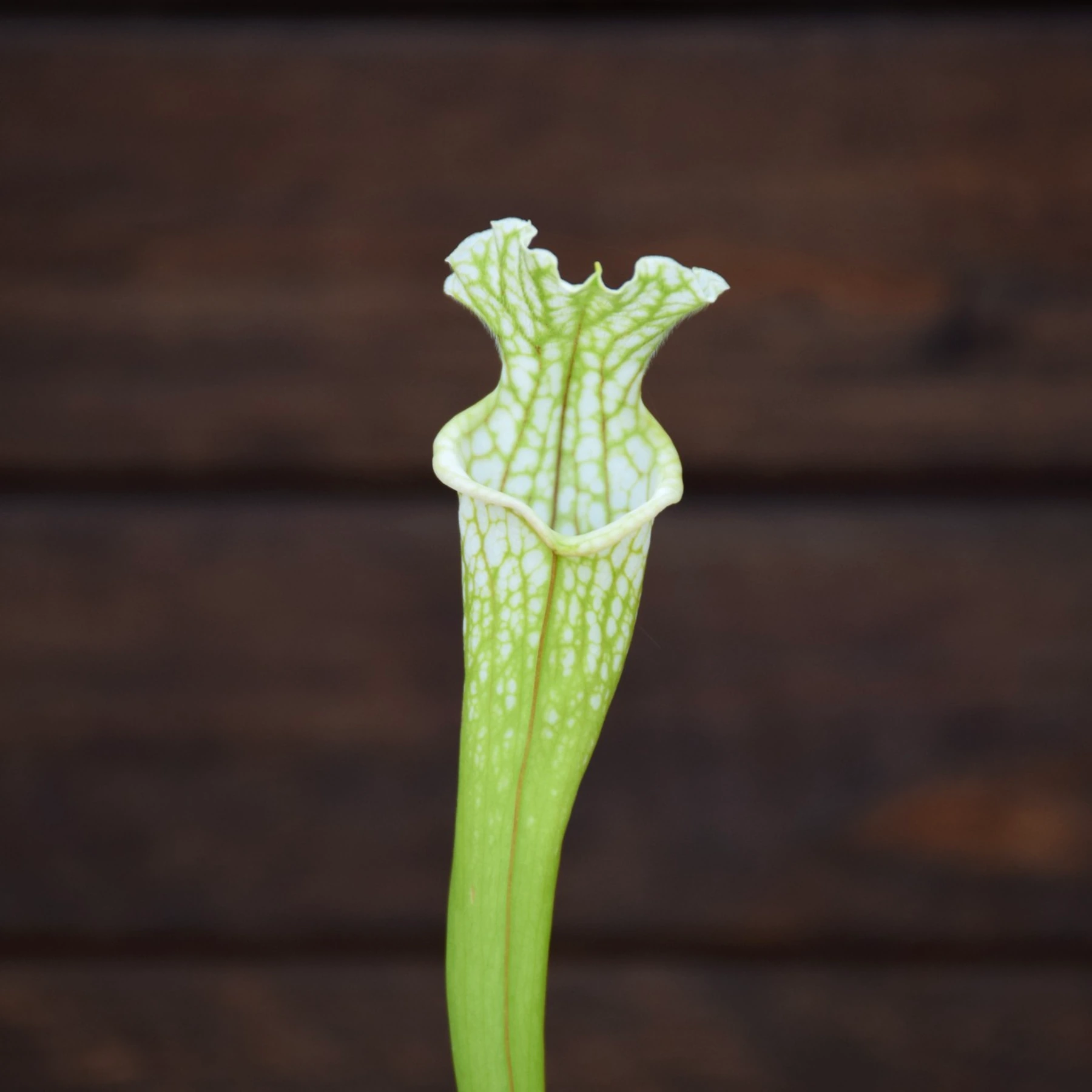 Sarracenia leucophylla - Tall green & white form, Citronelle, AL, (PW) - L02 MK