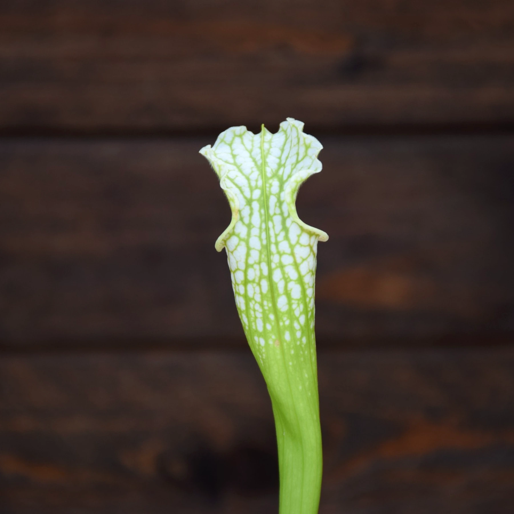 Sarracenia leucophylla - Tall green & white form, Citronelle, AL, (PW) - L02 MK