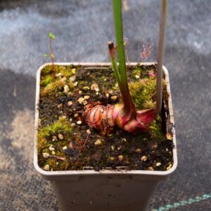 Sarracenia leucophylla - Tall green & white form, Citronelle, AL, (PW) -L02 MK