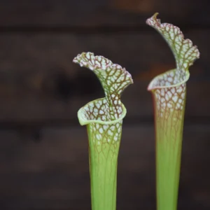 Sarracenia leucophylla L20B MK