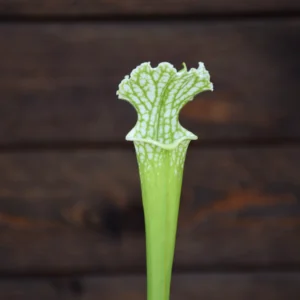 leucophylla L4 MK