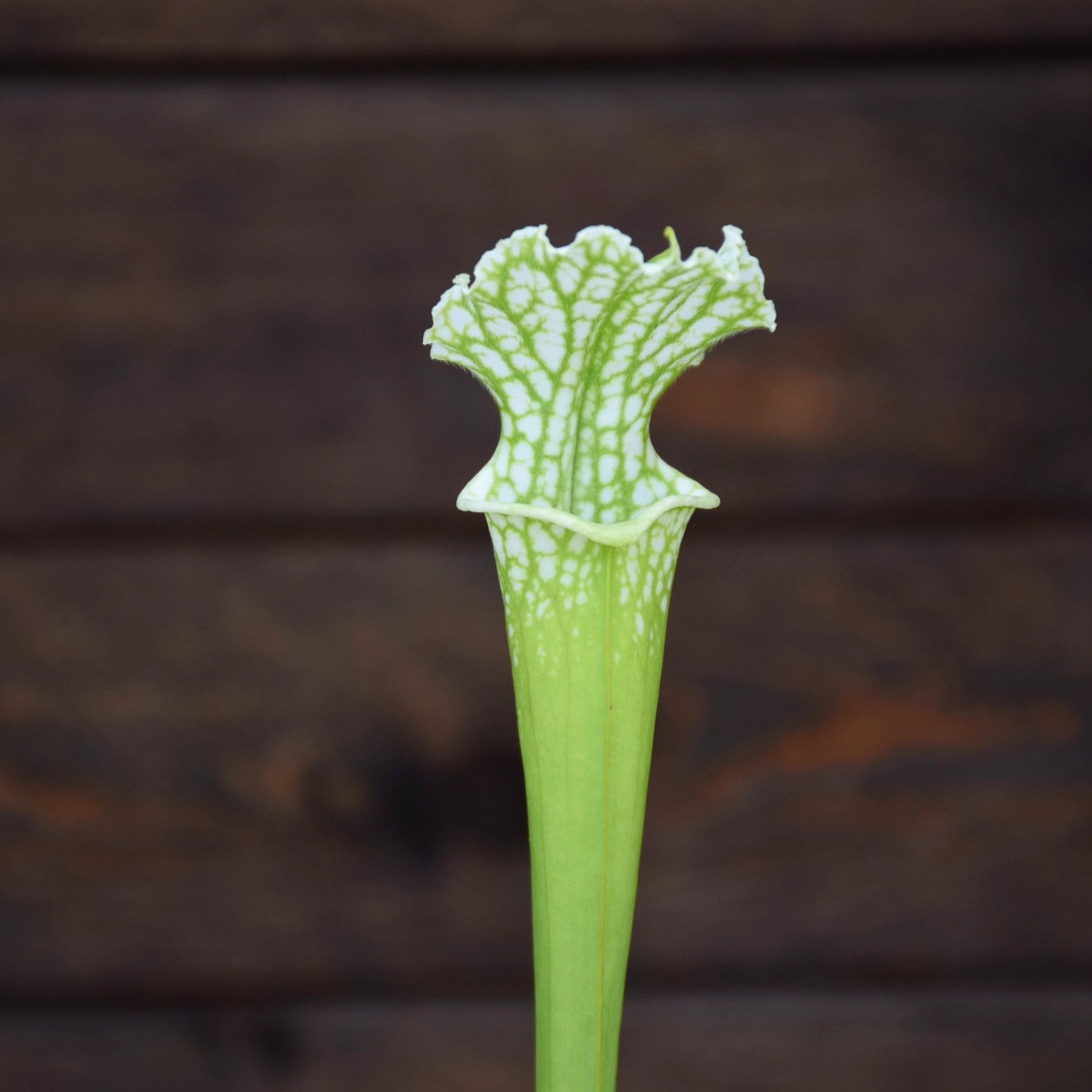 leucophylla L4 MK
