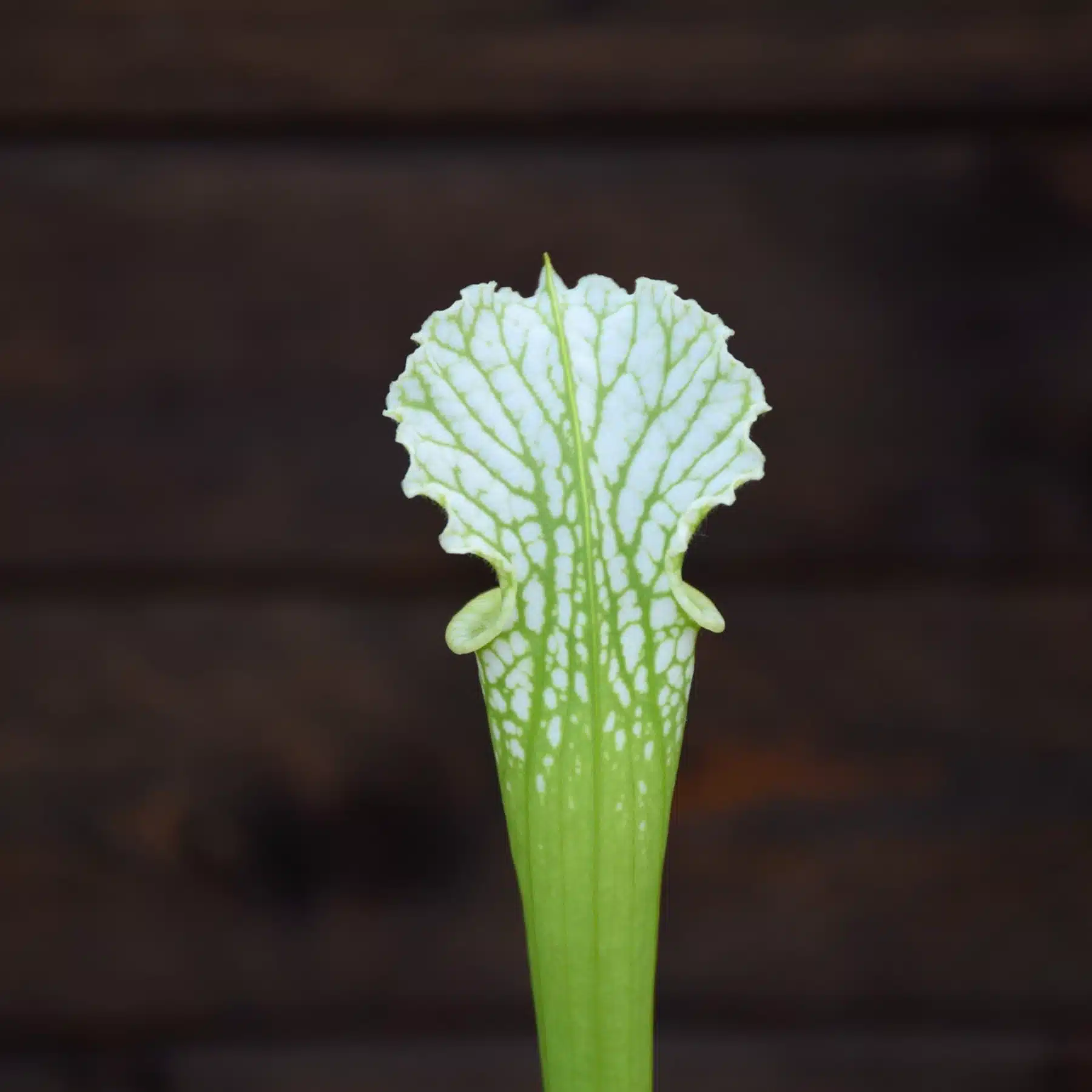 leucophylla L4 MK