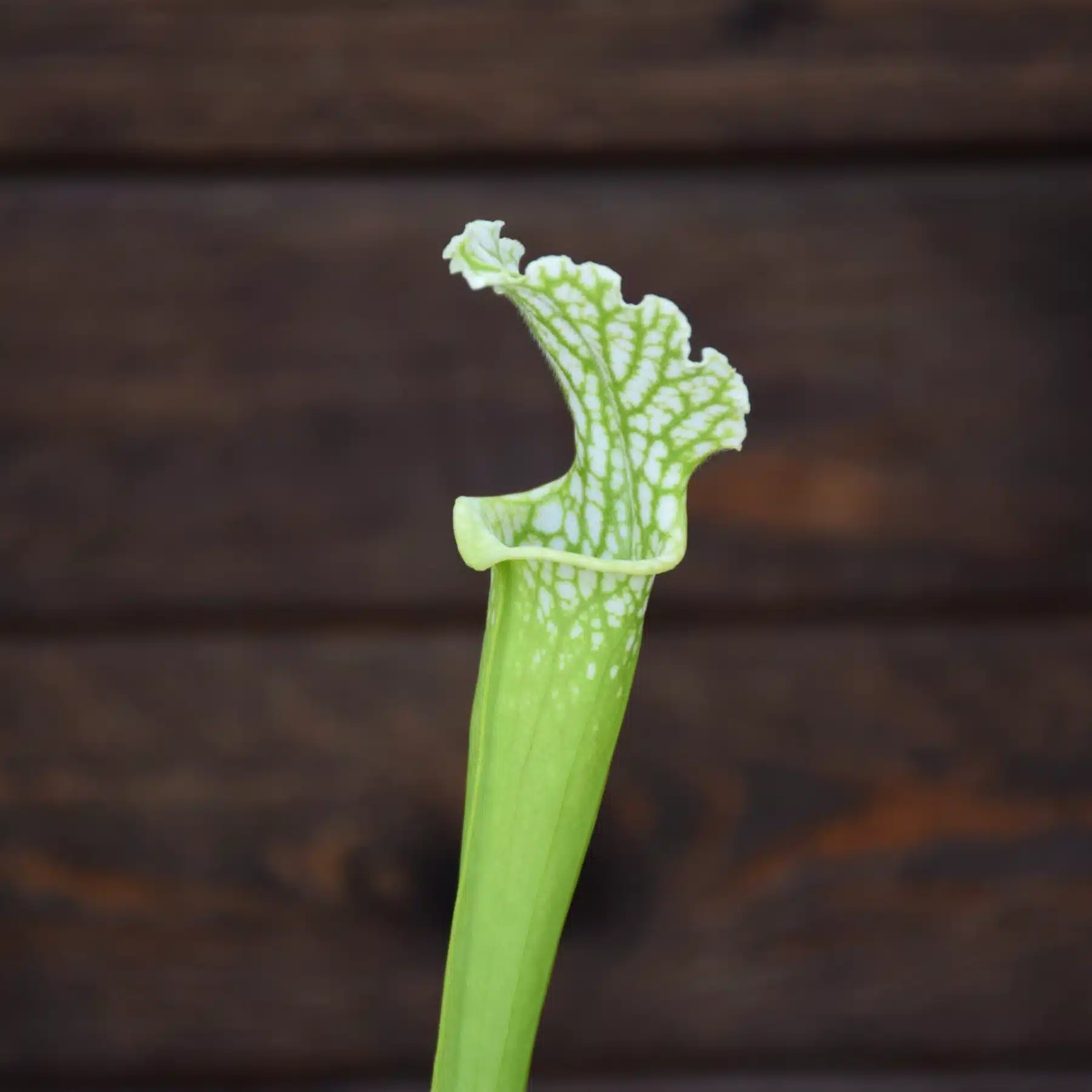 leucophylla L4 MK