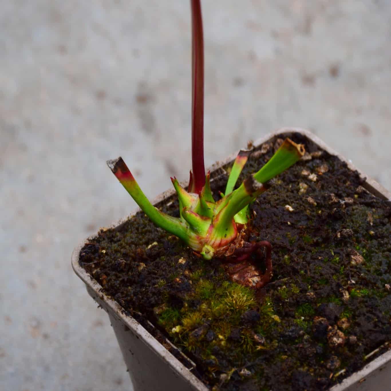 Sarracenia leucophylla ‘Schnells Ghost’, yellow flowered form - L04 MK