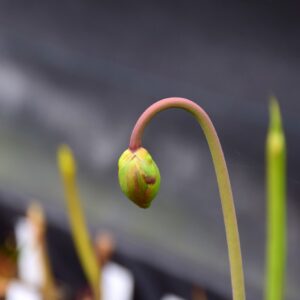 Sarracenia leucophylla 'Tarnock' - L55 MK
