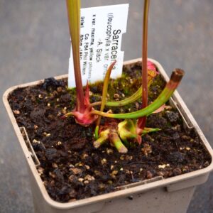 Sarracenia ((leucophylla x var ornata) x 'Adrian Slack' x var maxima, yellow pitchers sussex Co. F64 Phil Wilson