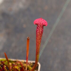 Sarracenia X ‘Mushroom Periscope’ - H107 MK