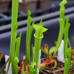 Sarracenia oreophila Purple throat form - O12 MK
