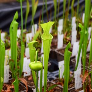 Sarracenia oreophila var. ornata sand mountain - O7 MK