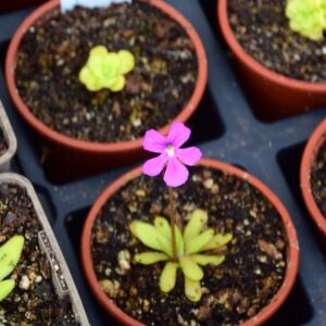 Pinguicula "Anna"