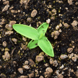 Pinguicula grandiflora