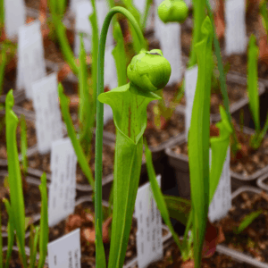Sarracenia oreophila "Pink lip" - SOR 5 CK