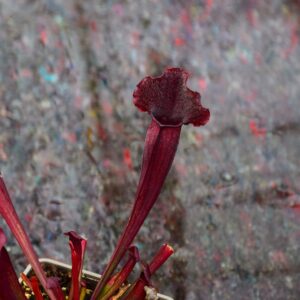 Sarracenia x 'Thomas'