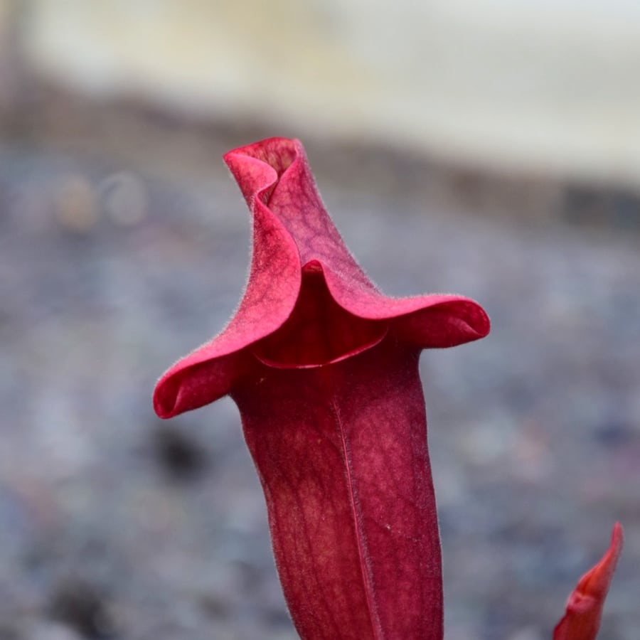 Sarracenia purpurea "Ewelina" – Image 2