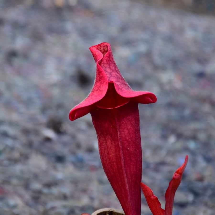 Sarracenia purpurea "Ewelina"