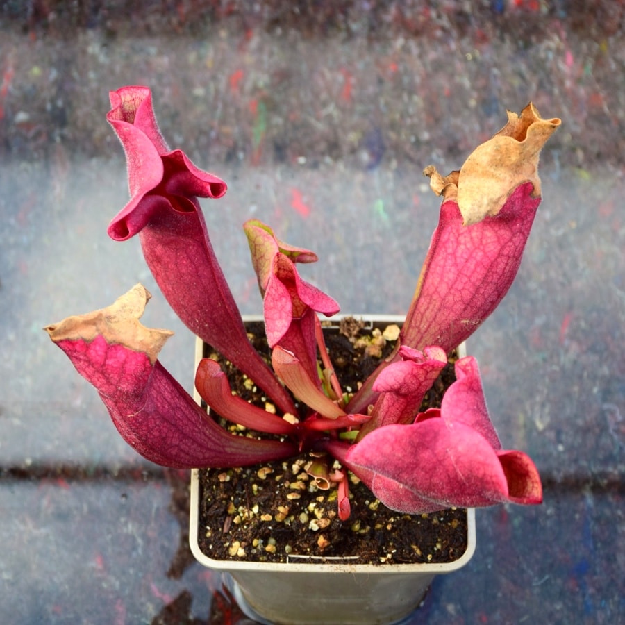 Sarracenia purpurea "Ewelina" – Image 3