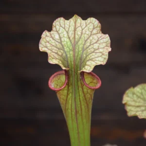 Sarracenia SFRB02 x SL26 (C.A)
