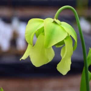 Sarracenia SFRB02 X SL26 (C.A)
