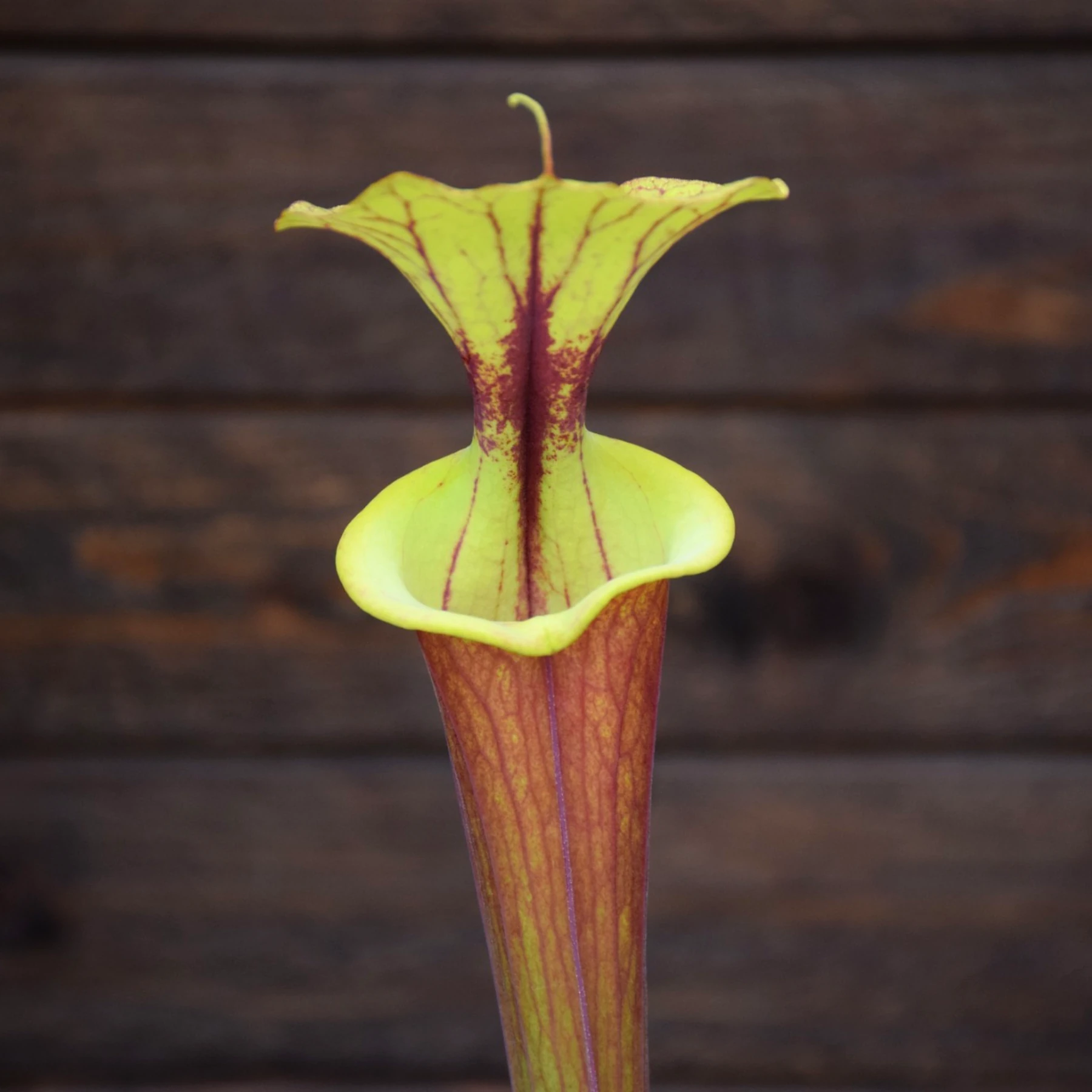 Sarracenia flava var. rubricorpora Old German clone (SFRB13 C.A)