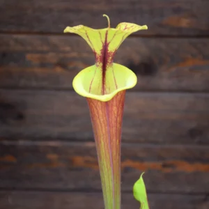Sarracenia flava var. rubricorpora Old German clone (SFRB13 C.A)
