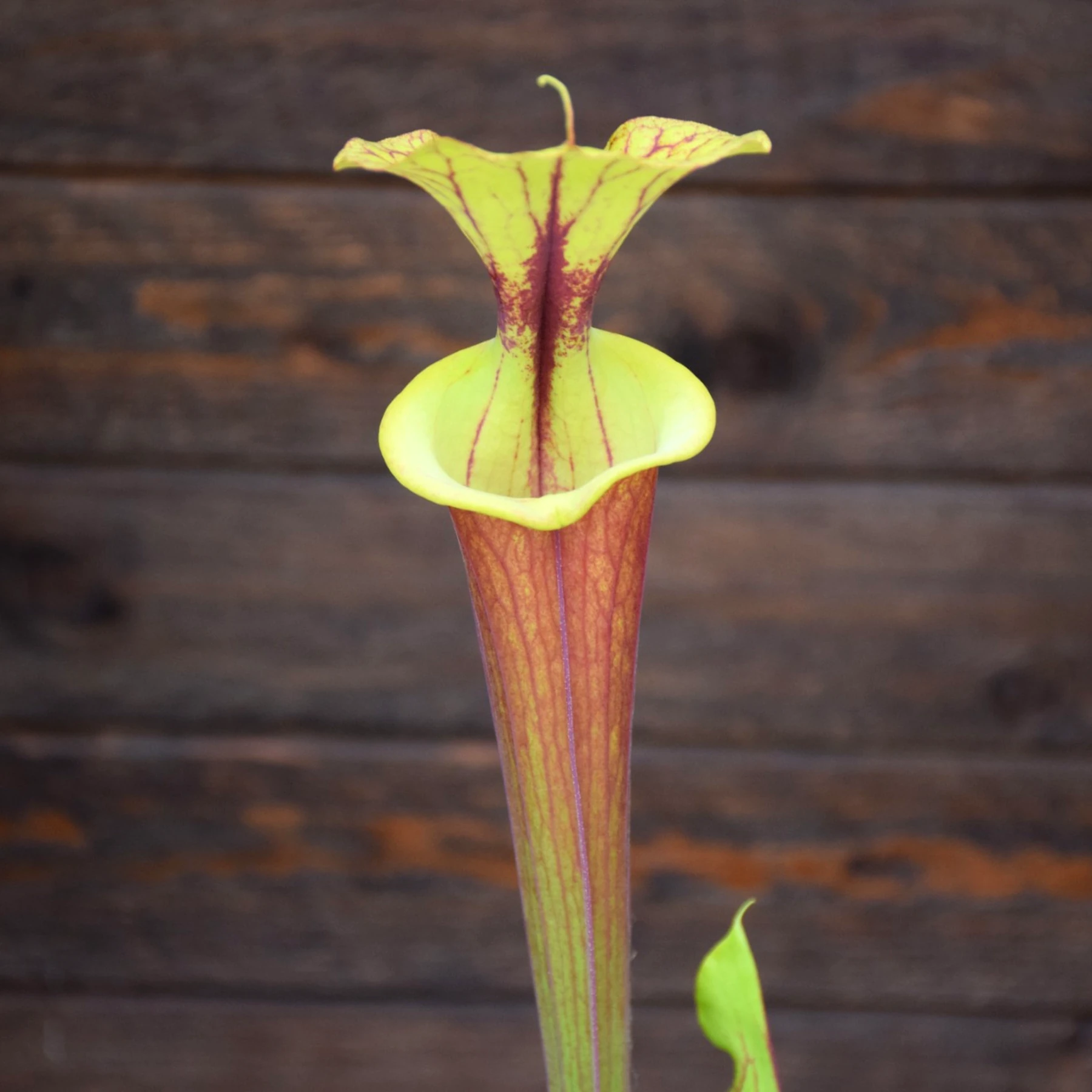 Sarracenia flava var. rubricorpora Old German clone (SFRB13 C.A)