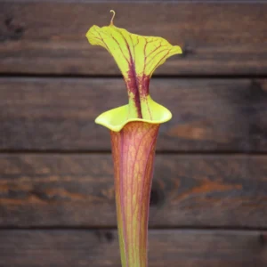 Sarracenia flava var. rubricorpora Old German clone (SFRB13 C.A)