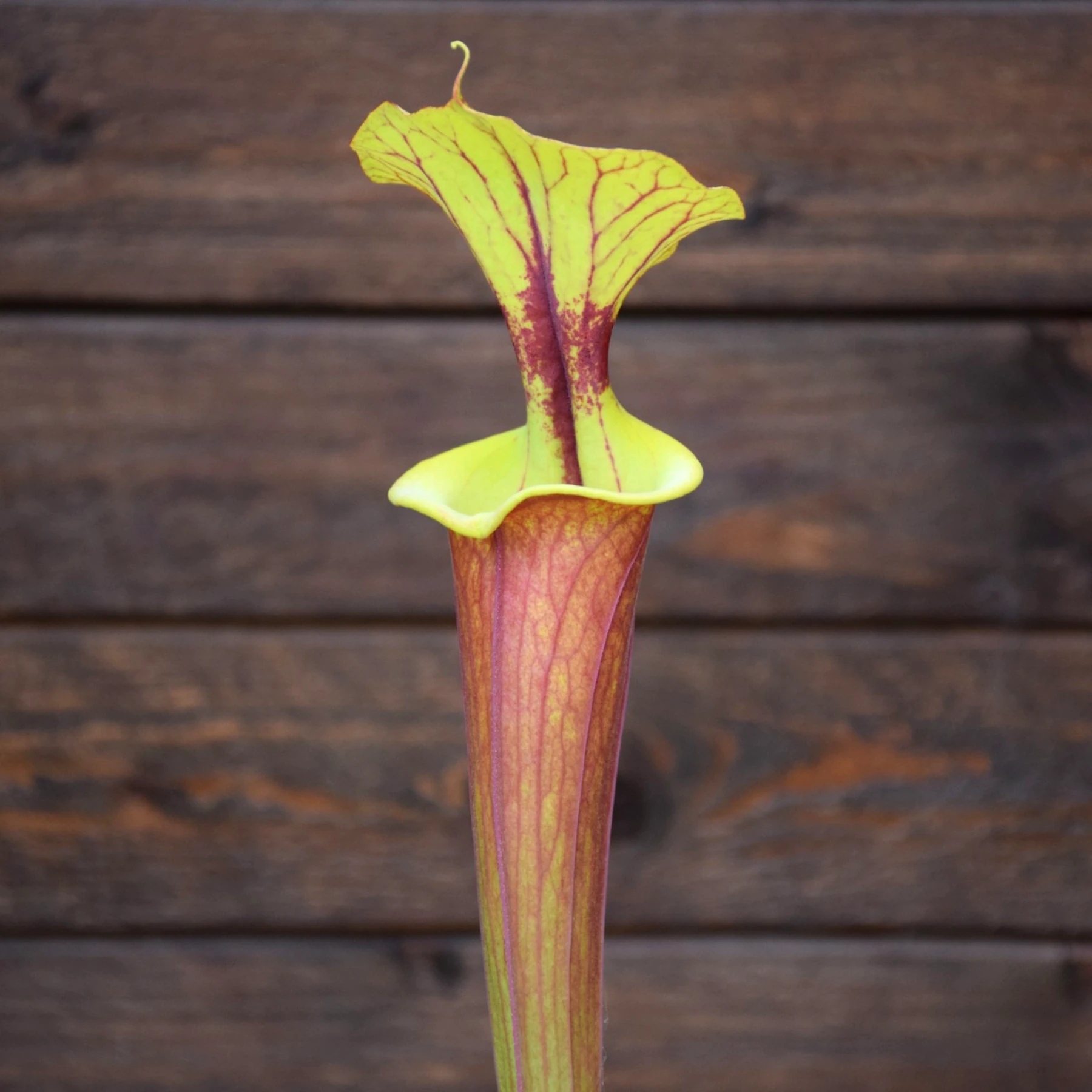 Sarracenia flava var. rubricorpora Old German clone (SFRB13 C.A)