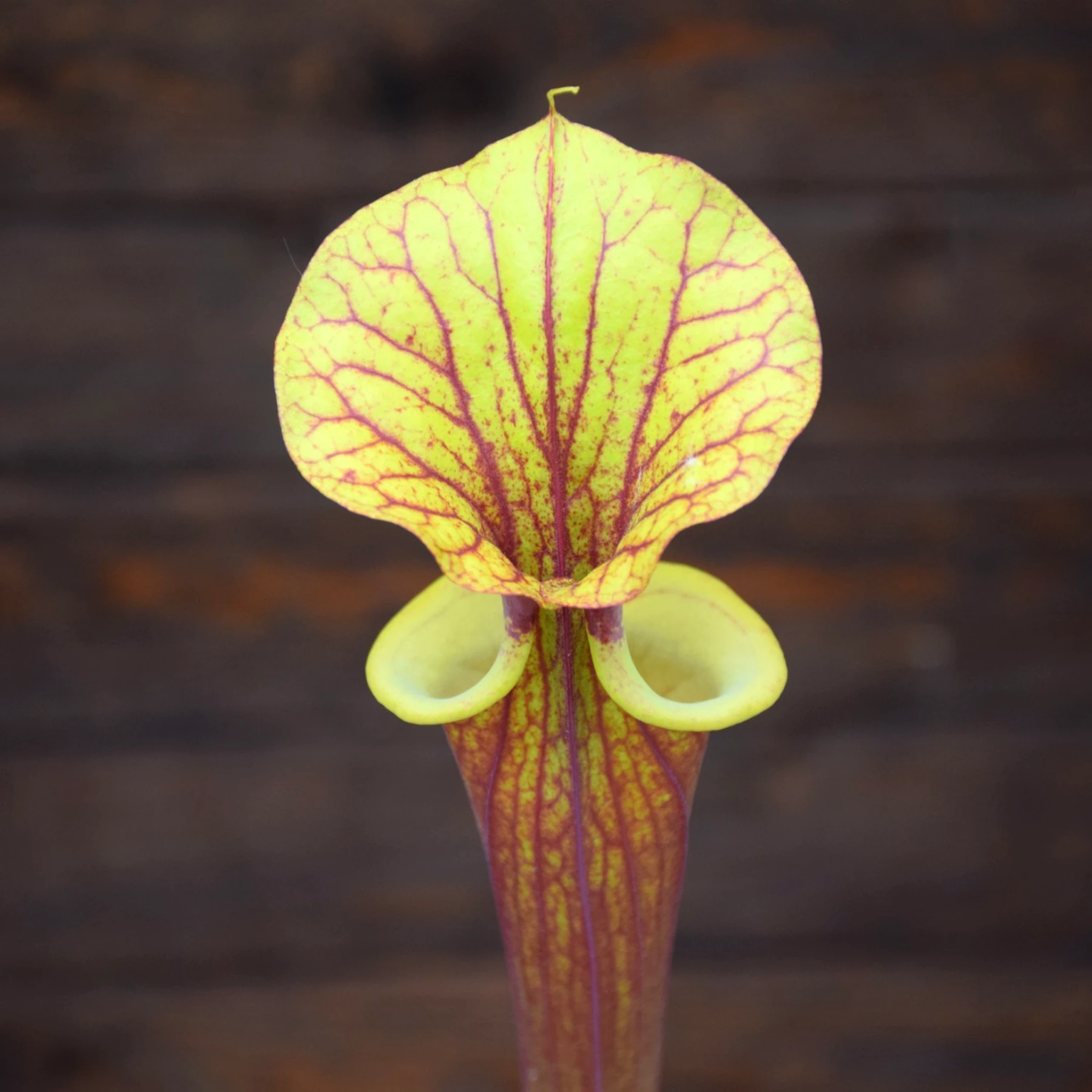 Sarracenia flava var. rubricorpora Old German clone (SFRB13 C.A)