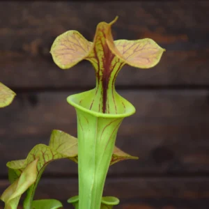 Sarracenia flava var. cuprea Copper top, heavy veined inside