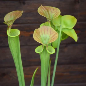 Sarracenia flava var. cuprea 'Extreme Bronze'