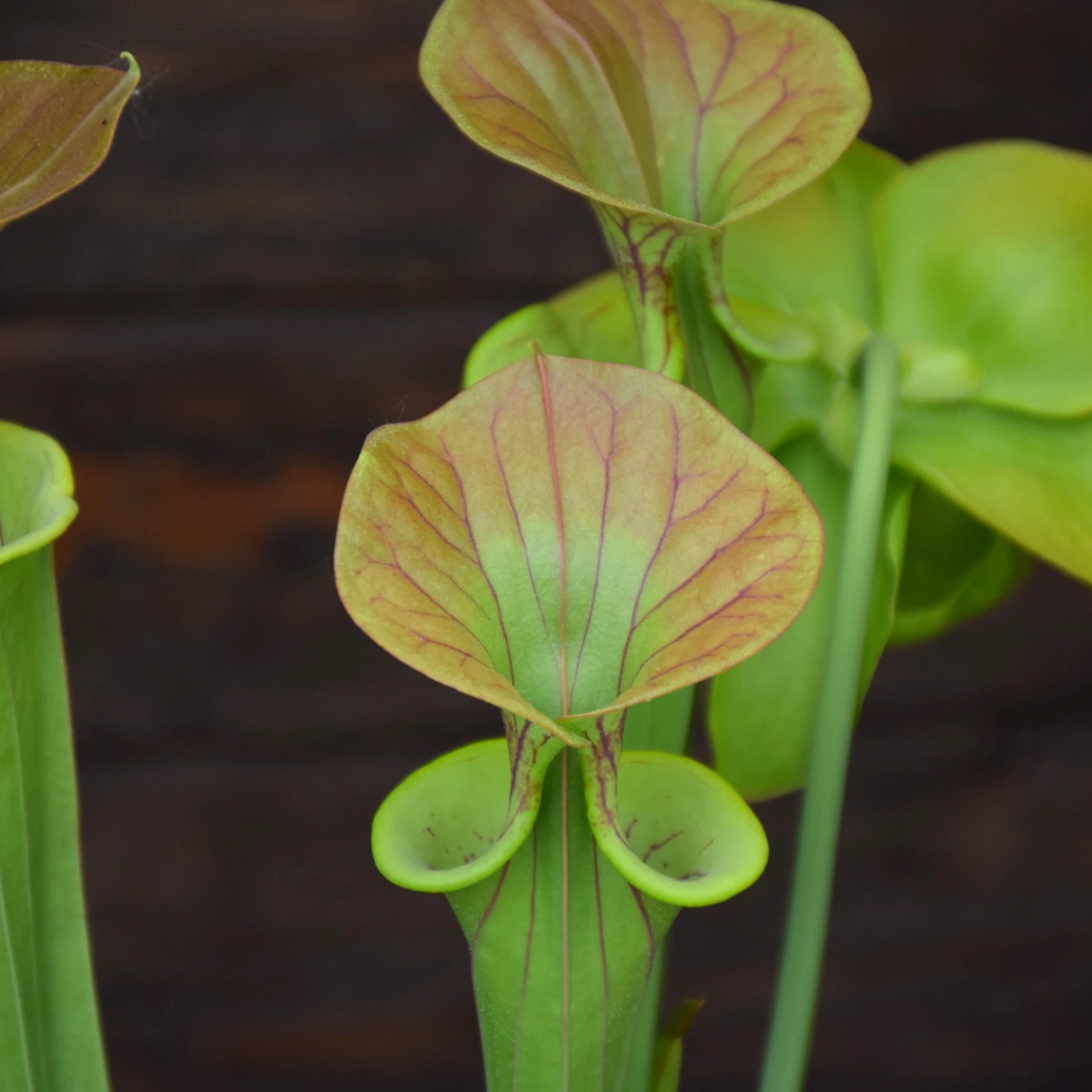 Sarracenia flava var. cuprea 'Extreme Bronze'