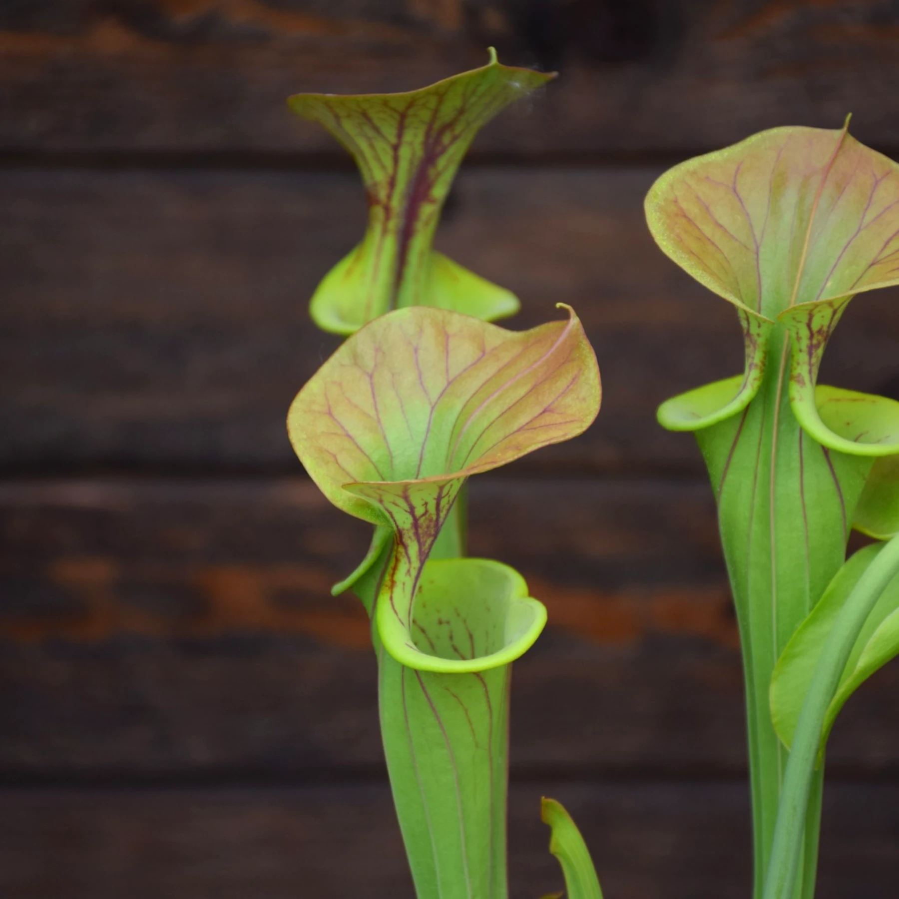 Sarracenia flava var. cuprea 'Extreme Bronze'
