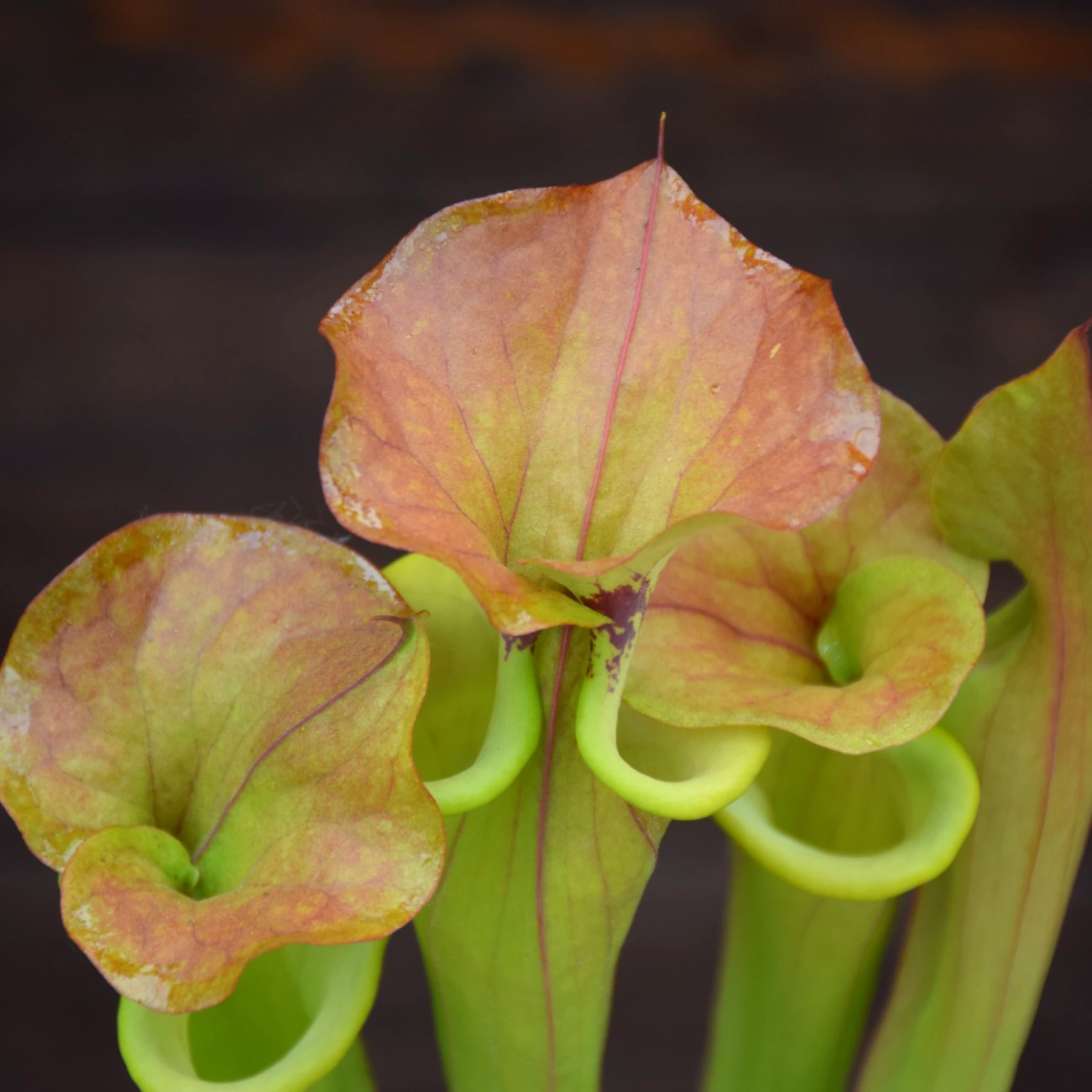 Sarracenia flava var. cuprea (SFC01 C.A)