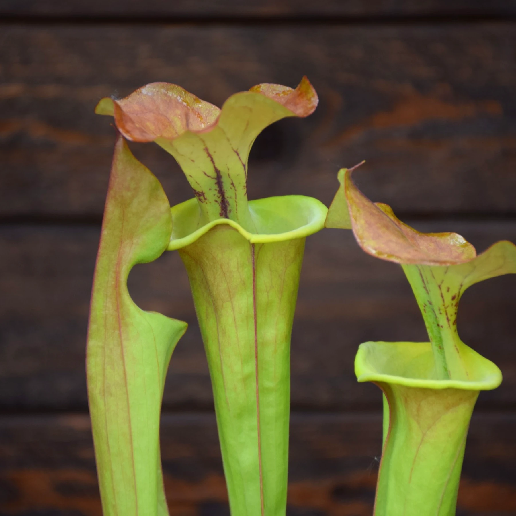 Sarracenia flava var. cuprea (SFC01 C.A)
