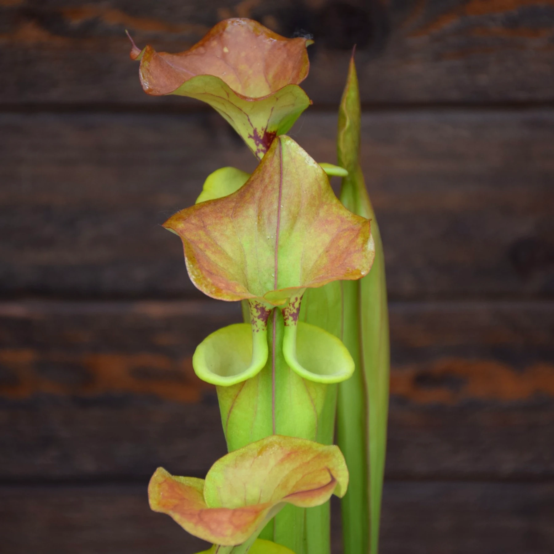 Sarracenia flava var. cuprea (SFC01 C.A)