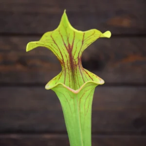 Sarracenia flava var. ornata