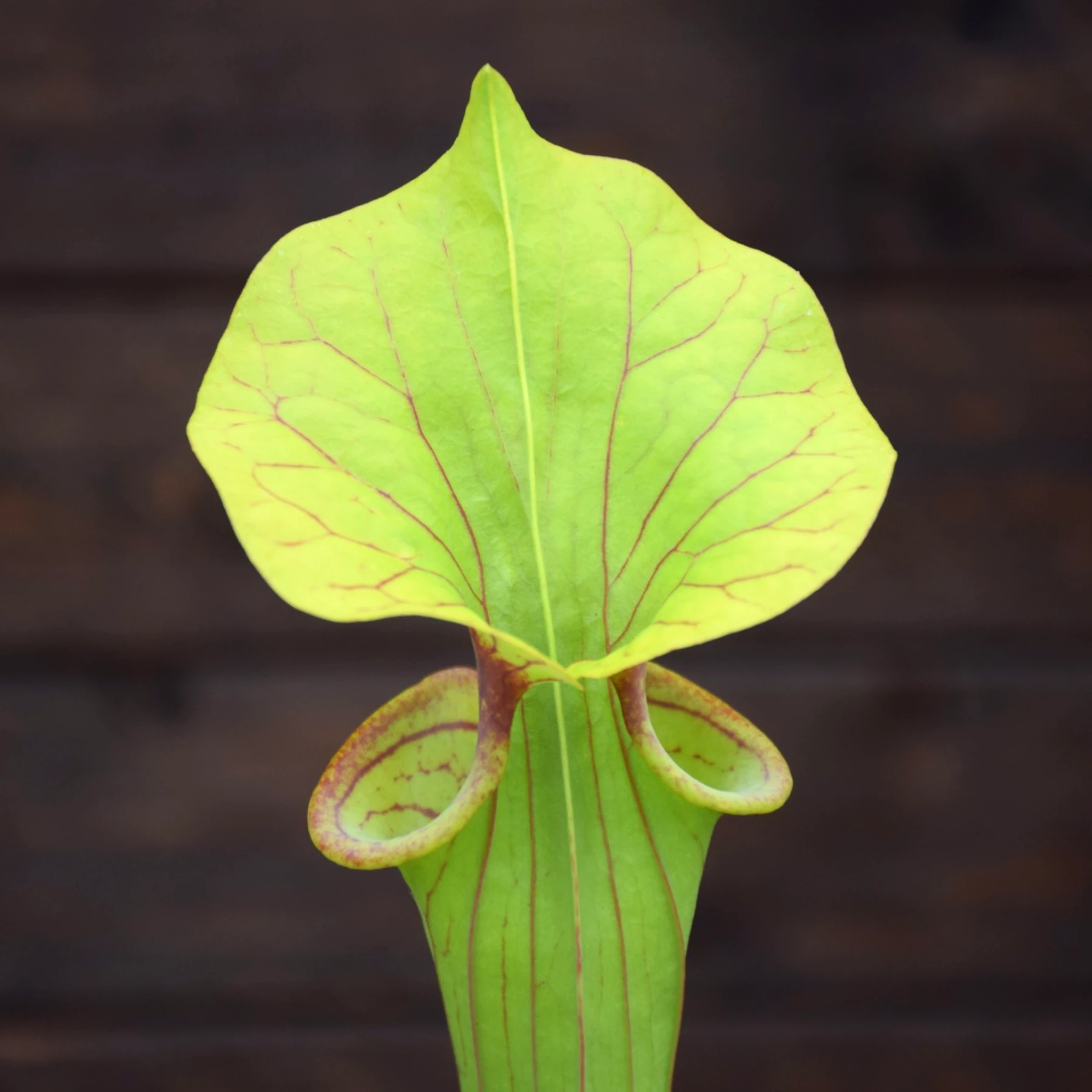 Sarracenia flava var. ornata