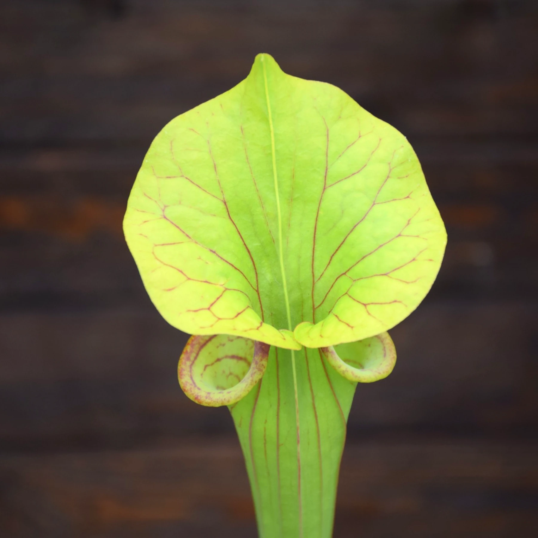 Sarracenia flava var. ornata