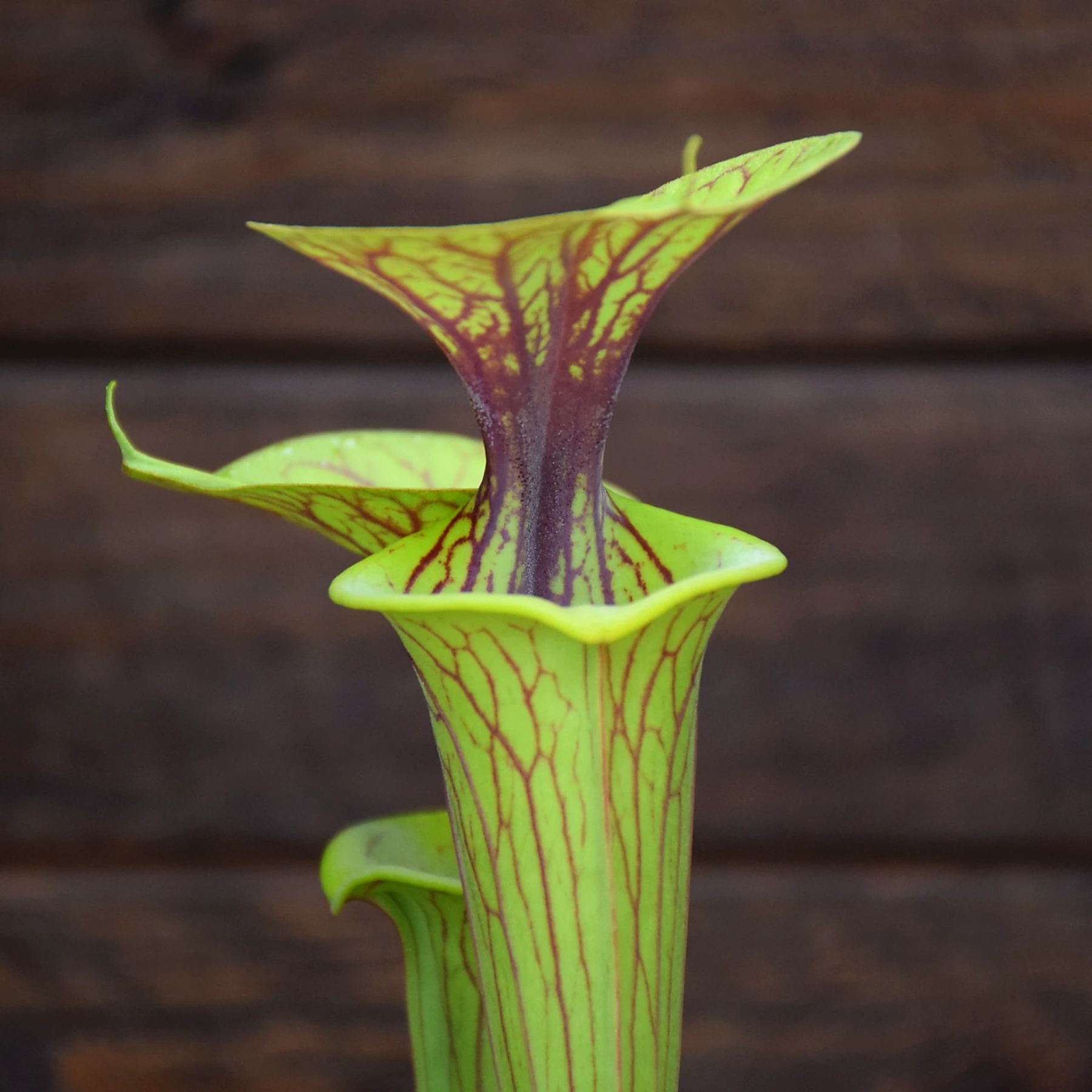 Sarracenia flava var. ornata F123 MK