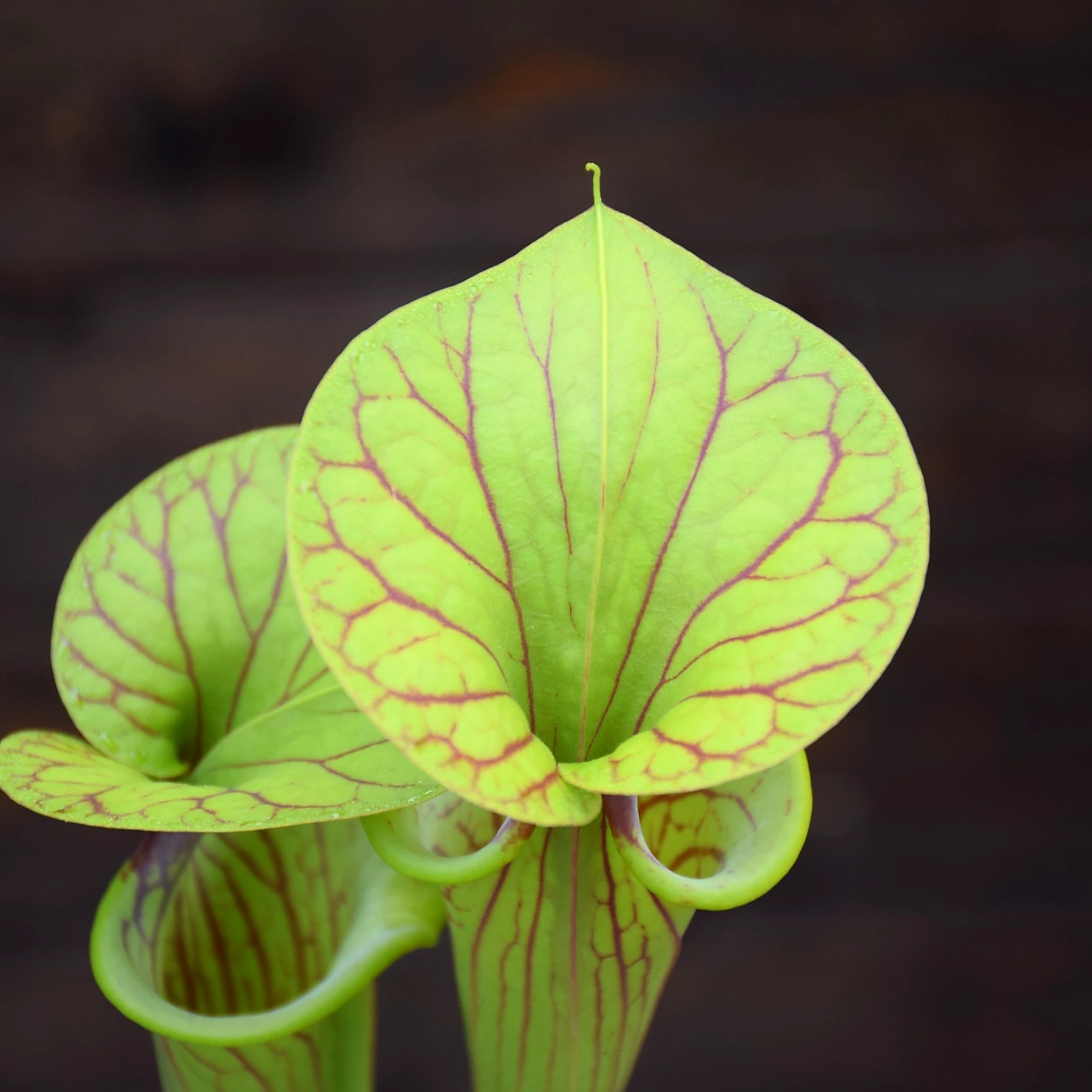 Sarracenia flava var. ornata F123 MK