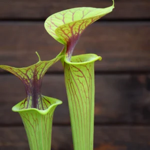 Sarracenia flava var. ornata F123 MK