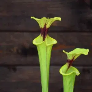 Sarracenia flava var. ornata F170A MK