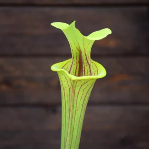 Sarracenia flava var. ornata F176D MK