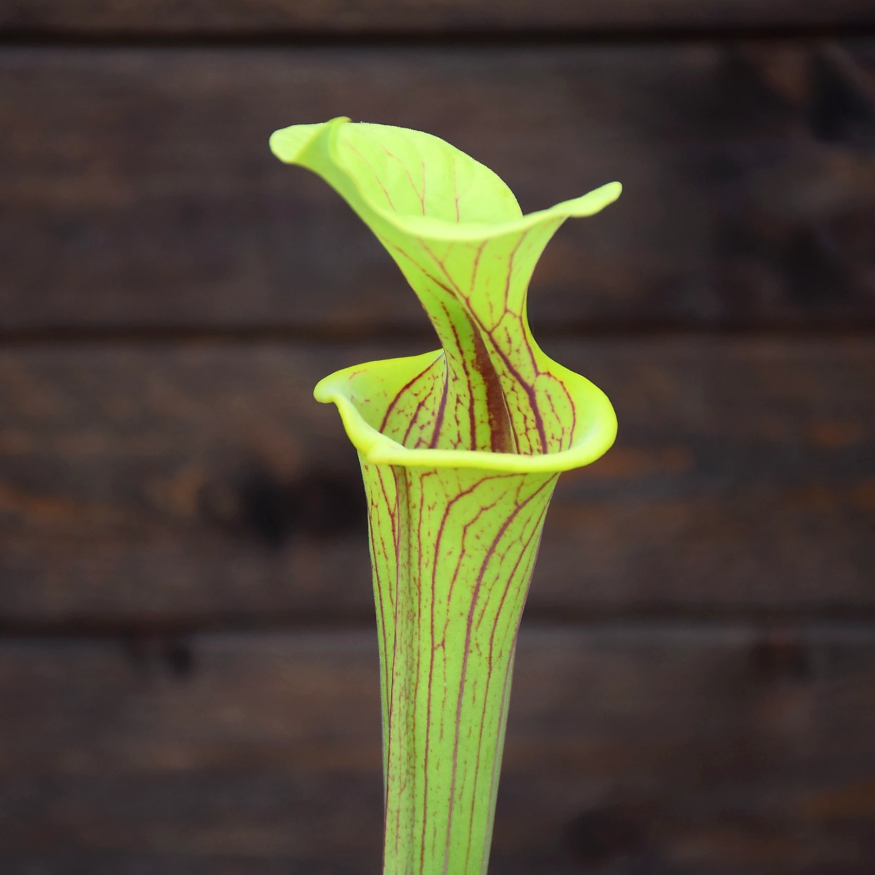 Sarracenia flava var. ornata F176D MK